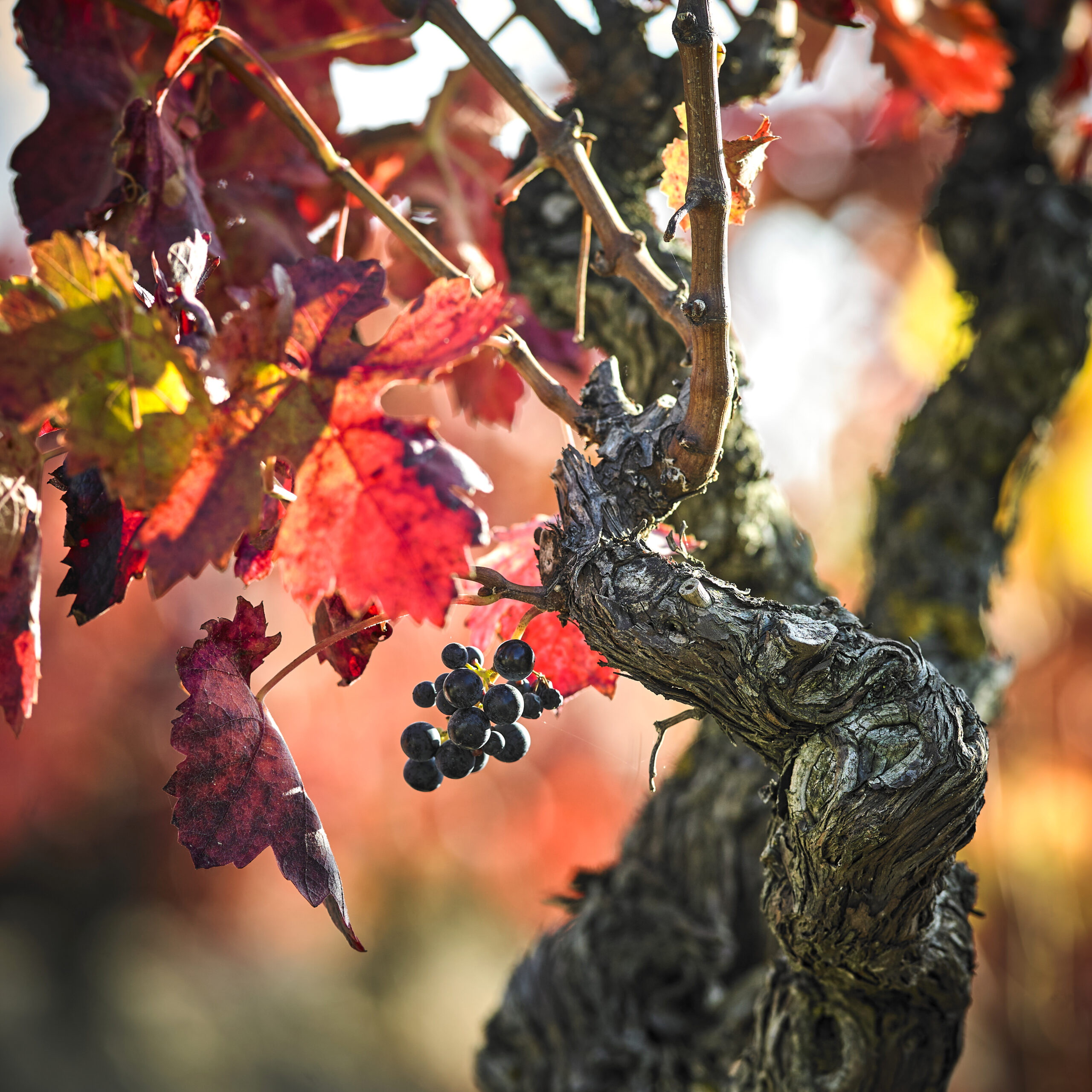 viñedo vino