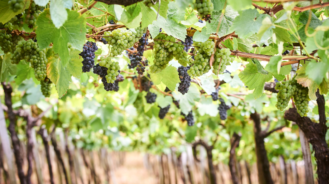 proceso fabricación botellas de vino