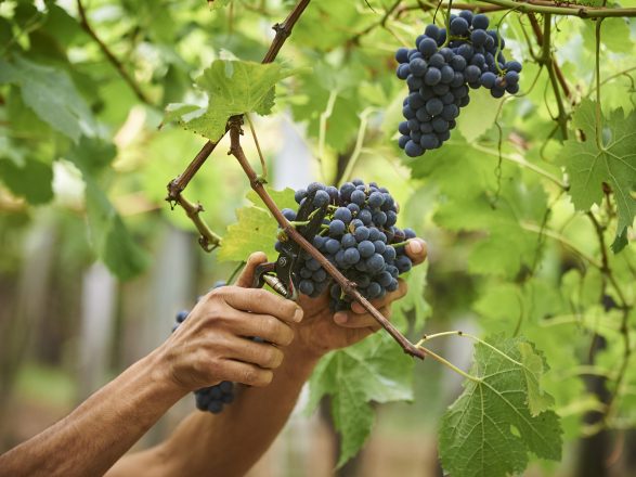uvas para vino