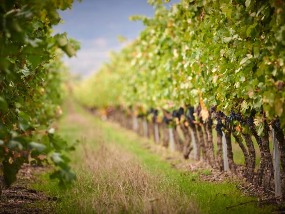 viñedos para vino